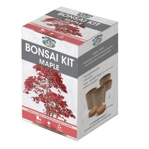 Mr Fothergill's Maple Bonsai Kit - Maple