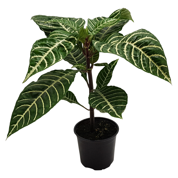 120mm Zebra Plant - Aphelandra squarrosa
