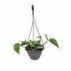 200mm Green Dragon Hanging Basket - Epipremnum aureum