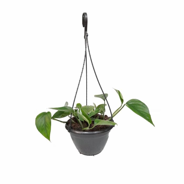 200mm Green Dragon Hanging Basket - Epipremnum aureum