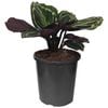 170mm Medallion Prayer Plant - Calathea  roseopicta
