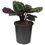 170mm Medallion Prayer Plant - Calathea  roseopicta