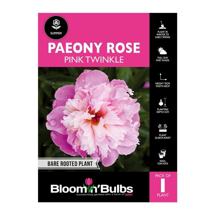Bloomin' Bulbs Paeony Rose Pink Twinkle 1 Pack