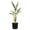 200mm Giant White Bird of Paradise - Strelitzia nicholai