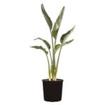 200mm Giant White Bird of Paradise - Strelitzia nicholai