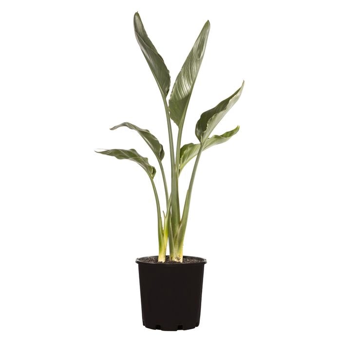 200mm Giant White Bird of Paradise - Strelitzia nicholai