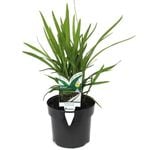 140MM  Dianella Breeze - Dianella caerulea 'DCNCO' PBR