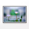Lotus with Surface of Pond  Print 100% Australian Made 90x60cm  (Poster)