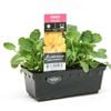 Punnet Pansy Yellow - Pansy wittrockiana