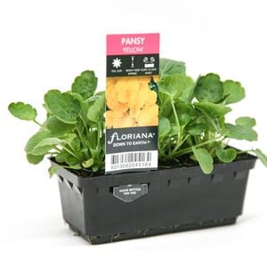Punnet Pansy Yellow - Pansy wittrockiana