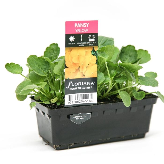 Punnet Pansy Yellow - Pansy wittrockiana