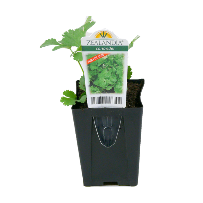 7cm Coriander - Coriandrum Sativum