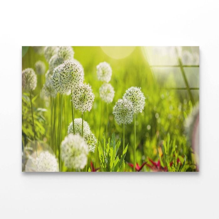 Beautiful White Allium Circular  Print 100% Australian Made 120 x 90cm  (Acrylic)