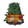 Pansy Citrus Mix - Mega Punnet Flowering Range