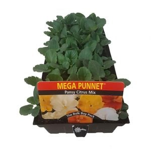 Pansy Citrus Mix - Mega Punnet Flowering Range
