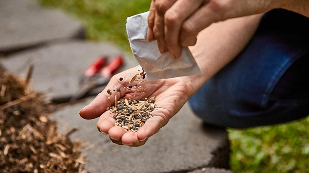 Adding nutrients to the soil from a silver packet.
