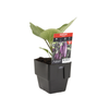 125mm Fresh Start Range Eggplant Fairy Tale - Solanum melongena