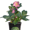 17cm Helleborus 'Penny's Pink' - Hellebore hybrid