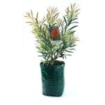 350mm Bottle Brush - Callistemon hybrid 'Kings Park Special'