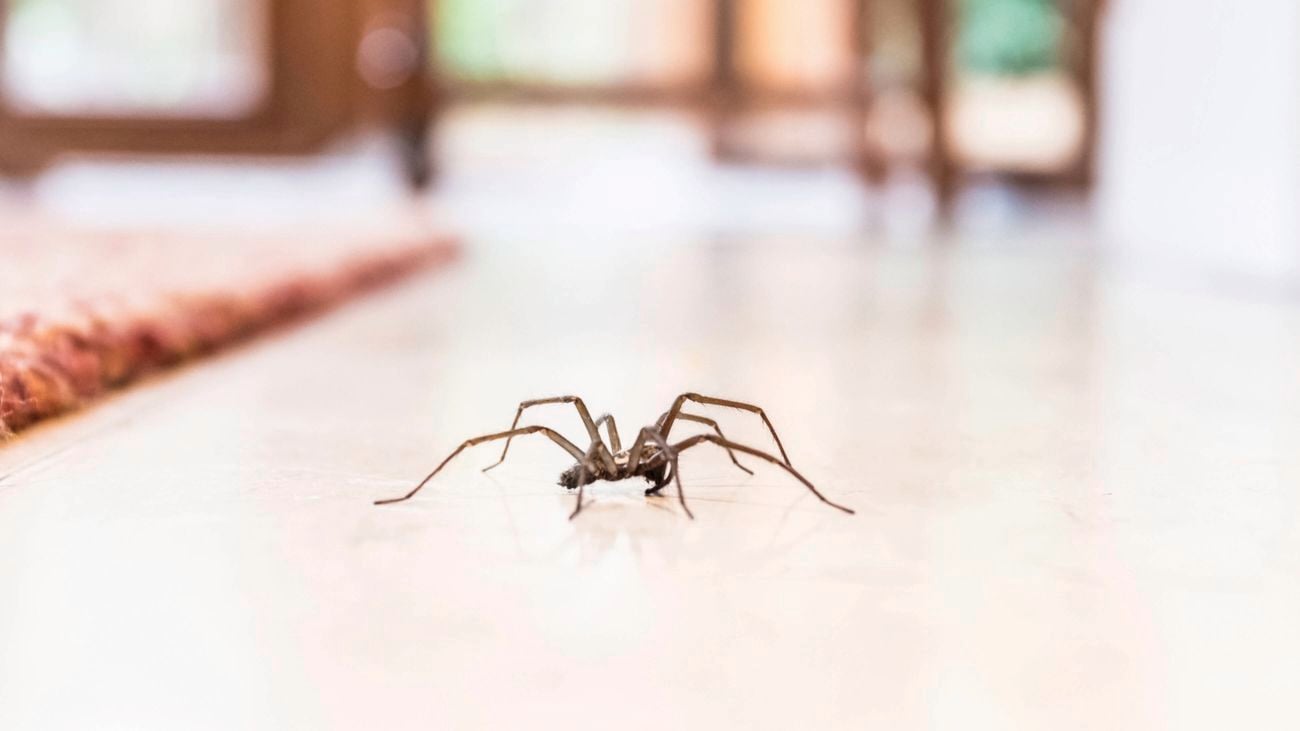 Spider in house