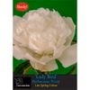 Yarra Valley Bulbs Herbaceous Peony Lady Bird - 1 Pack