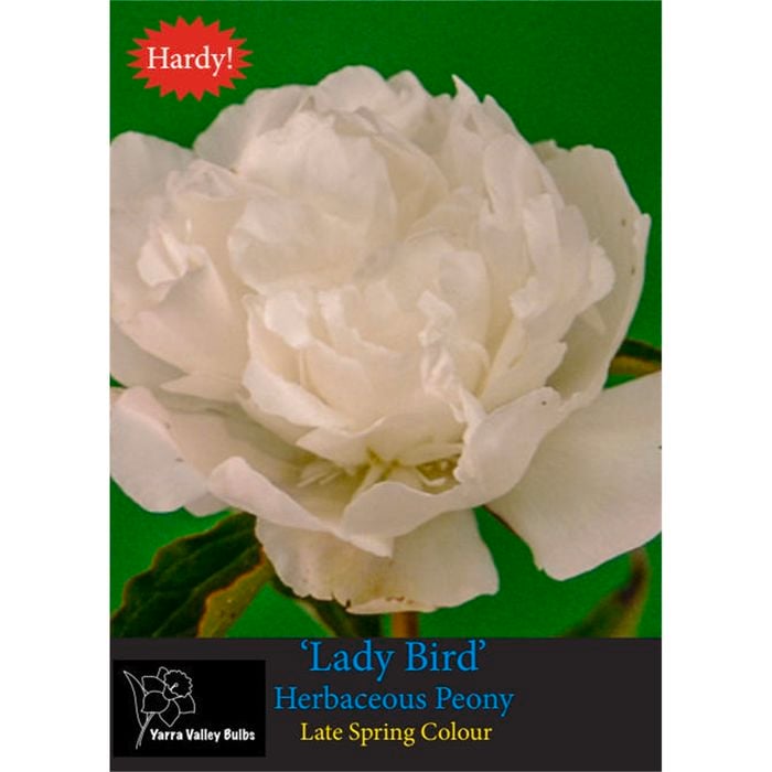 Yarra Valley Bulbs Herbaceous Peony Lady Bird - 1 Pack
