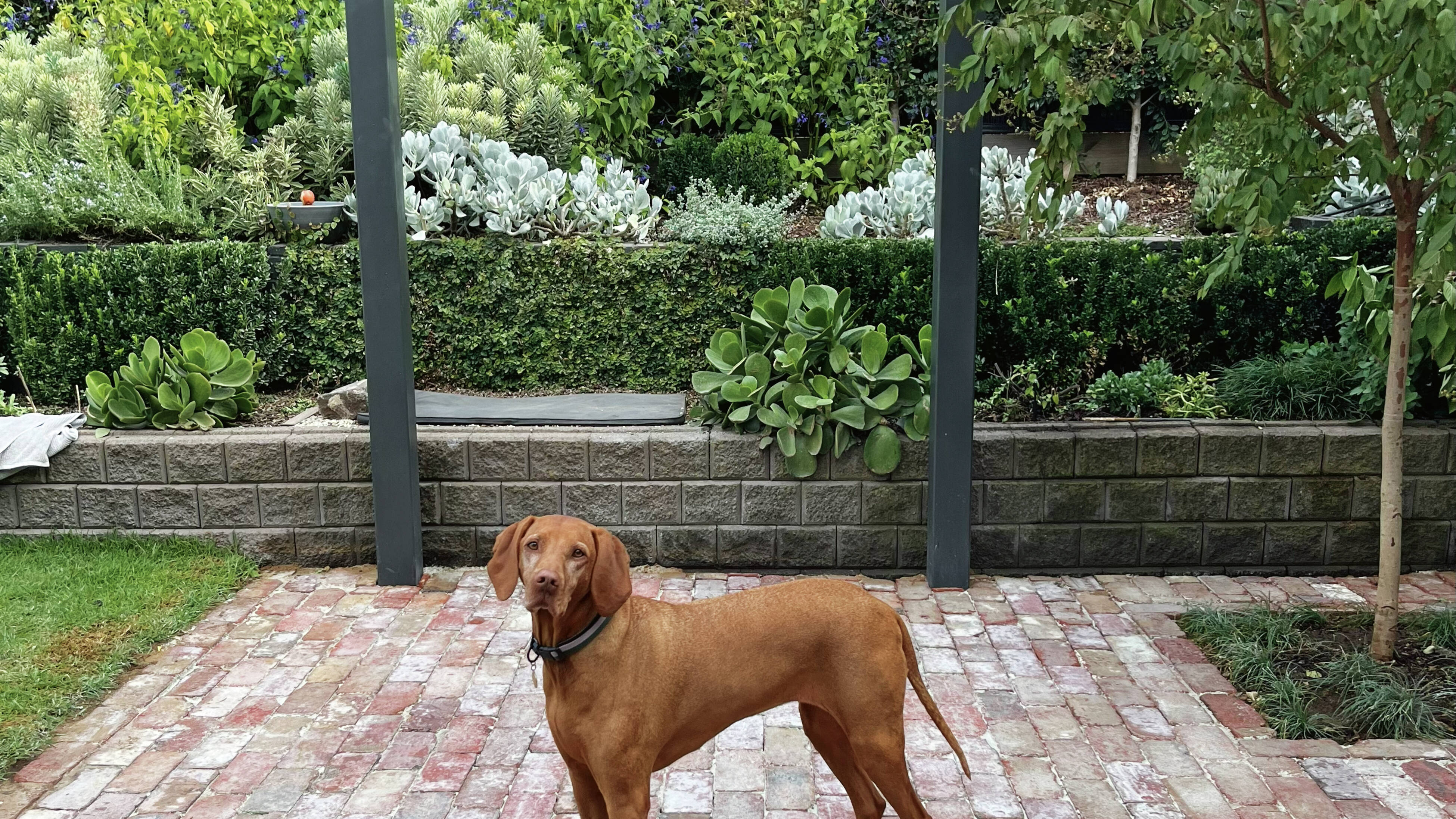 Recycled bricks and layered plantings add texture and depth to the garden. Leni the Vizsla approves!