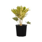 250mm Cardboard Cycad - Zamia furfuracea