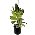 170mm Rubber Plant - Ficus elastica Shivereana