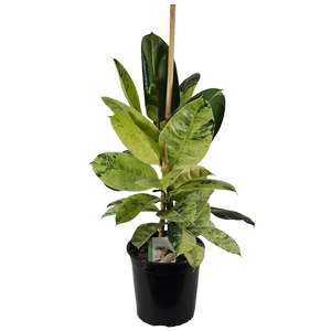 170mm Rubber Plant - Ficus elastica Shivereana