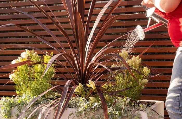 A mix of potted plants is placed on a sunny deck, chosen for their similar needs to thrive together, whether sun-loving or shade-tolerant