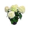 2.4L Hydrangea Limelight - Hydrangea paniculata