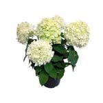 2.4L Hydrangea Limelight - Hydrangea paniculata