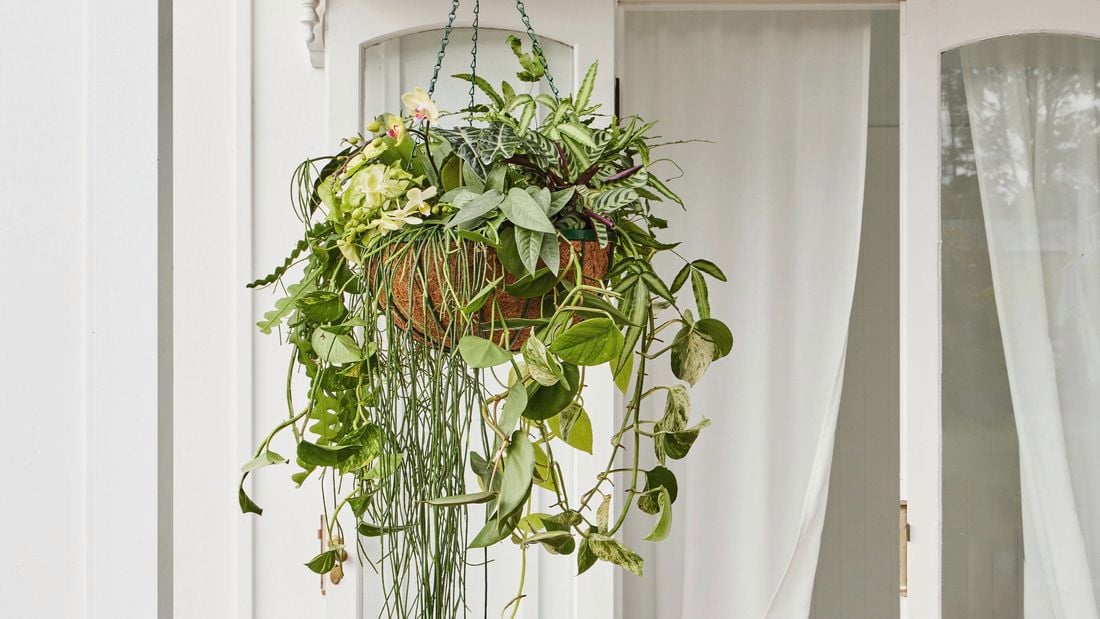 A green upcycled hanging planter with trailing green plants