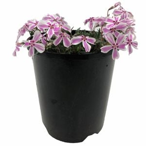 140mm Phlox Pink And White - Phlox subulata