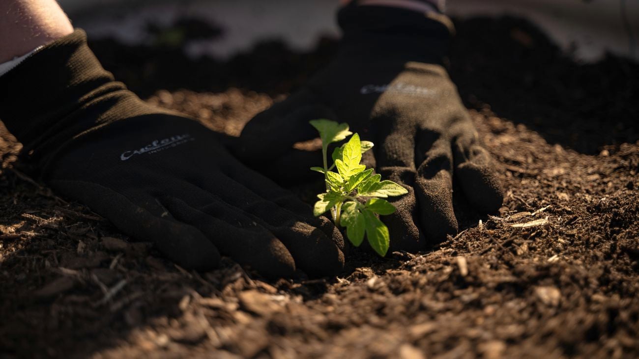 Tips for thriving bunnings tomato growth and abundant harvests