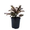 2L Berberis Rosy Glow - Berberis thunbergii Atropurpurea