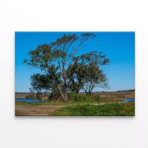 Tree Standing In a Field  Print 100% Australian Made 75 x 50cm  (Stretched)