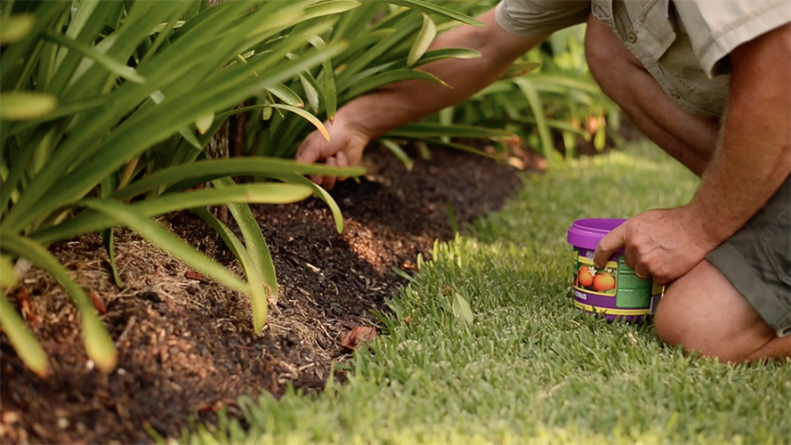 Person spreading plant food in a garden 