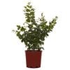 200mm Crepe Myrtle - Lagerstroemia purple Magic
