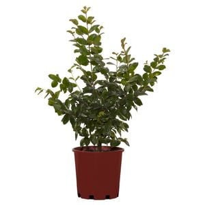 200mm Crepe Myrtle - Lagerstroemia purple Magic