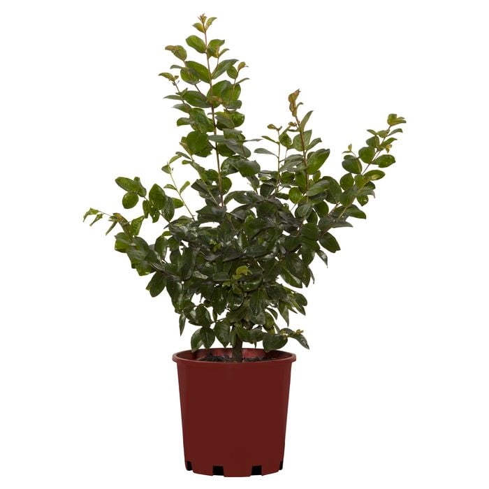 200mm Crepe Myrtle - Lagerstroemia purple Magic