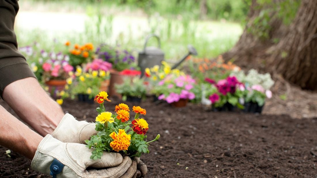 A person planting some marigolds.