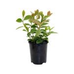 140mm Lemon Guava - Psidium cattleianum Lucidum - Pick Me Edibles Range