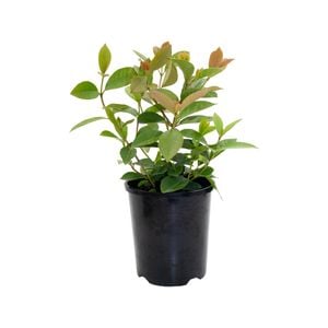 140mm Lemon Guava - Psidium cattleianum Lucidum - Pick Me Edibles Range