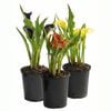 120mm Assorted Calla Lilly - Zantedeschia