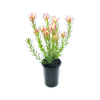 200mm Amy - Leucadendron salignum Laureolum 