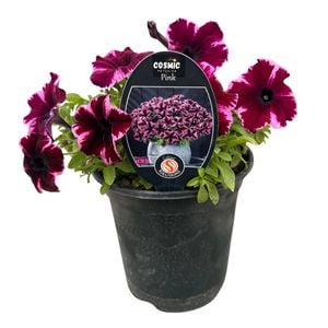 140mm Cosmic Petunia Pink - Petunia hybrida - Gardening Solutionz