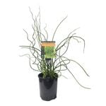 Plants for Ponds - 125mm Corkscrew Rush