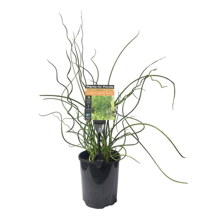 Plants for Ponds - 125mm Corkscrew Rush